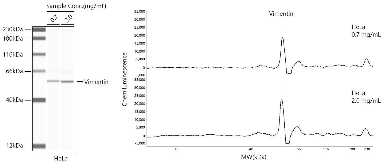 [KD Validated] Vimentin Rabbit mAb